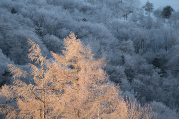 朝日を浴びてオレンジ色に染まる霧氷したカラマツ