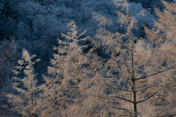 朝日を浴びてオレンジ色に染まる霧氷したカラマツ