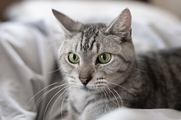 見つめる可愛い猫　サバトラ猫