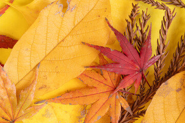 Obraz premium 黄色の背景に並んでいる紅葉した葉