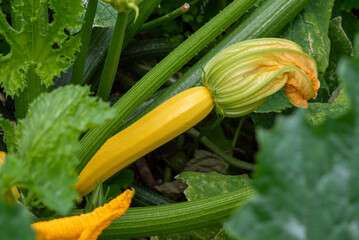 Yellow zucchini in the garden