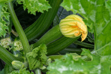 zucchini in the garden