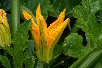 A Courgette flower in vegetable garden