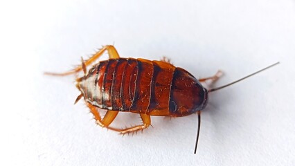 close up Dead cockroach. Cockroach isolation on white background