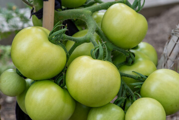 green tomatoes on the vine