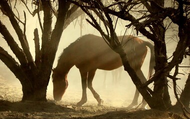 Wild Horse in Morning Light in Forest 