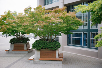 Design of urban public space. Modern long wooden bench with a tree in the park.