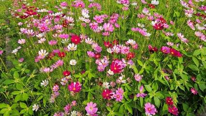 Cosmos flower, commonly called the garden cosmos or Mexican aster. Various colors flowers bloom in the garden in Mekong Delta Vietnam.