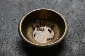 Ants on brass vessel. These ants are eating the sweet Offering left in the brass bowl. Wherever these ants find something sweet, they eat it with great relish. Insects or ant eating food. 