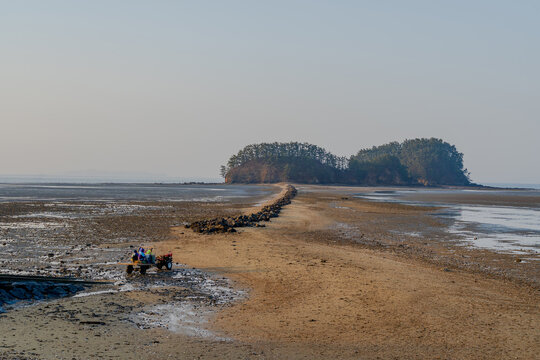 1,경운기,운전,바닷길,경운기,쌍도,선도리,군산시,전북