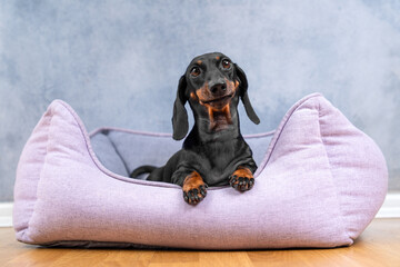 Funny dachshund dog lies on lilac bed with paws outstretched, posing at photo shoot with plastic smile , nest advertising Pampered happy pet relaxes carefree in cozy couch Model photogenic appearance