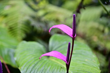 The purple Anthurium andraeanum, symbolizing passion and allure, glistens with raindrops under an overcast sky, its vivid hues and unique shape captivating the eye.