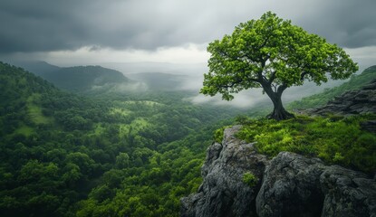 Fototapeta premium Lone tree atop cliff overlooking misty valley.