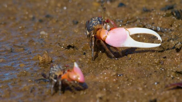 A fiddler crab, sometimes known as a calling crab, may be any of approximately 100 species of semi-terrestrial marine crabs. 