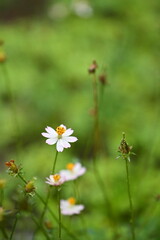 This photo highlights Cosmos caudatus, a stunning plant from the Aster family. Known for its vivid blooms and edible parts, it’s a perfect fusion of beauty and practicality.