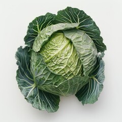 Fototapeta premium A head of cabbage with large green leaves