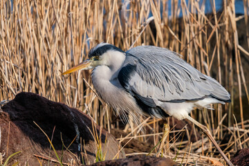 野生のアオサギ