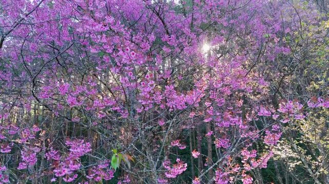 Scenery over pink flowers of the cherry blossoms in forests in Thailand. 4K. Drone 