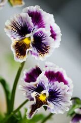 Viola Pansy Flower Rococo. White, Yellow and Purple Colors. Viola x wittrockiana