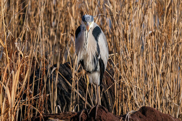 野生のアオサギ