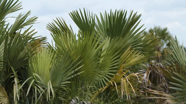 Copernicia is a genus of palms native to South America and the Greater Antilles. Of the known species and nothospecies, 22 of the 27 are endemic to Cuba