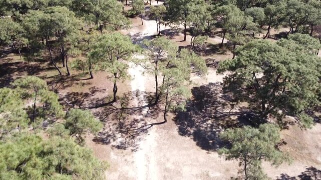 Photography in the spring forest in Zapopan, Jalisco, Mexico