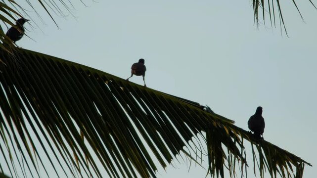 The common myna or Indian myna (Acridotheres tristis), is a bird in the family Sturnidae, native to Asia. 