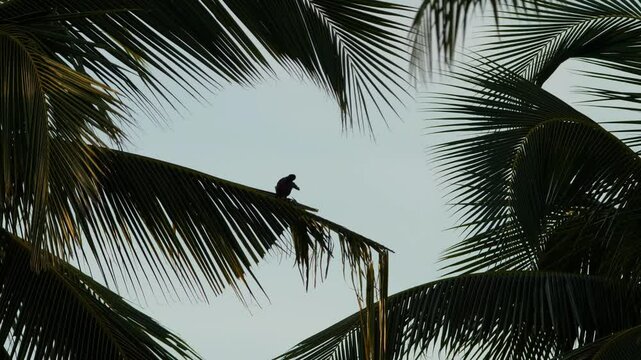 4K footage of common myna or Indian myna (Acridotheres tristis) perched on a palm tree in Madagascar.