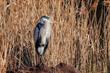 野生のアオサギ