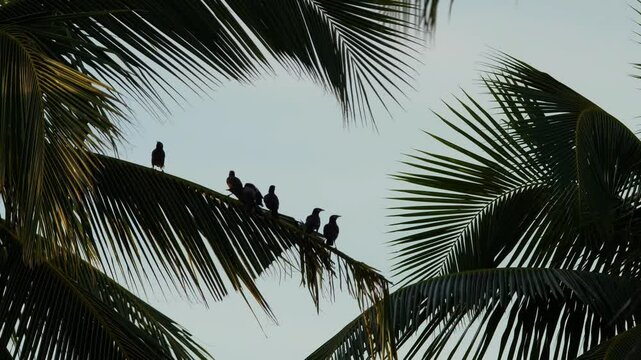 4K footage of a flock of common myna or Indian myna (Acridotheres tristis) perched on a palm tree in Madagascar.