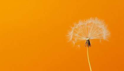 Fototapeta premium Dandelion seed head against a vibrant orange background.