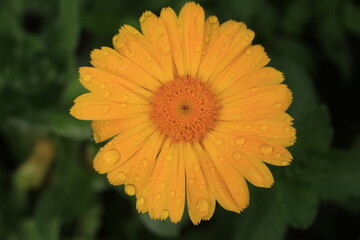 Golden Calendula: A Burst of Sunshine