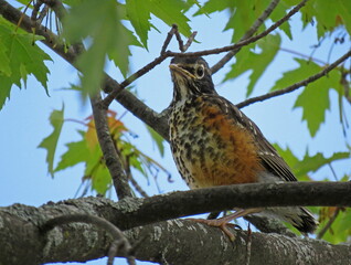 Baby Robin