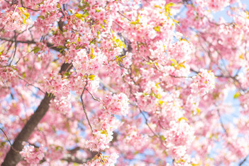 Beautiful and cute pink Kawazu Zakura (cherry blossoms) against blue sky. Kawazu, Tokyo, Japan. Wallpaper background. Copy space.