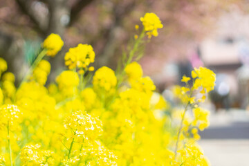 Beautiful yellow canola flowers or rapeseed flowers wallpaper background. Kawazu, Shizuoka, Japan. Copy space. Selective focus, blurred background
