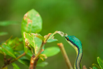 Fototapeta premium Acercamiento de serpiente verde posando sobre un arbusto