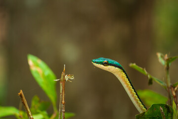 Serpiente posando sobre hojas