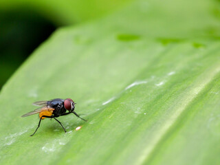 A Fly On A Leaf