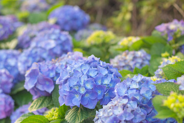 Hydrangea macrophylla ornamental shrub with purple and blue flower heads. Purple hydrangea close-up. Wallpaper background, copy space
