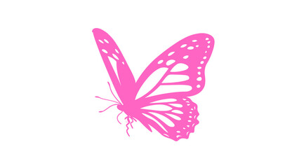 butterfly isolated on white