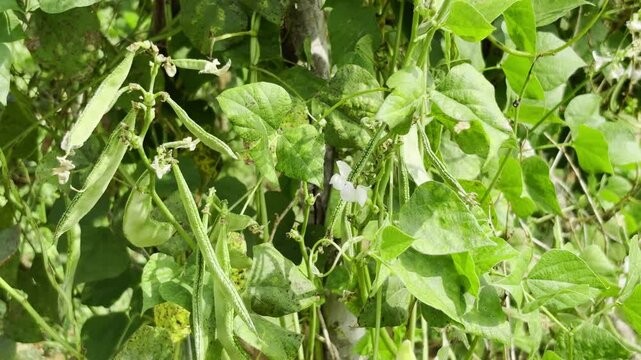 Lablab Purpureus - Lablab Bean - Agriculture In India