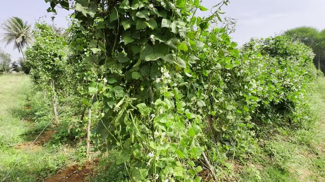 Lablab Purpureus - Lablab Bean - Agriculture In India