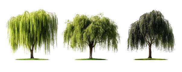 Three Weeping Willow Trees in Different Seasons Isolated on Transparent Background