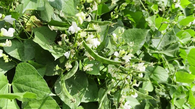 Lablab Purpureus - Lablab Bean - Agriculture In India