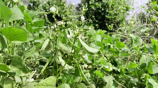 Lablab Purpureus - Lablab Bean - Agriculture In India