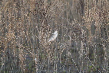 佐賀県　東与賀海岸に集まる野鳥　（干潟よか公園）