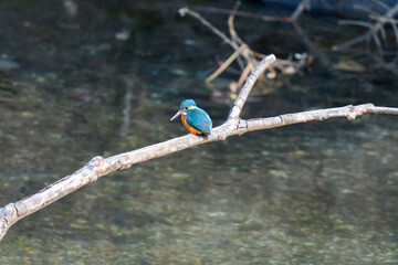 水辺に佇むカワセミ