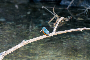 水辺に佇むカワセミ