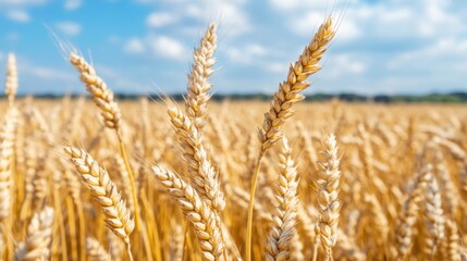 Fototapeta premium A vast golden wheat field stretches out, illuminated by sunlight, contrasting with the moody clouds above in the late afternoon
