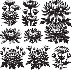 Black Color Chrysanthemums Silhouette Vector Illustration, Solid White Background. minimal vector design